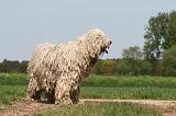 KOMONDOR 062